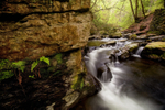 Spring in the Glen