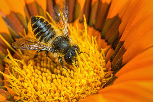 [i]Megachile centuncularis[/i] female, on gazania flower. Staffordshire garden, August 2015.