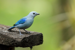 Blue-grey Tanager at feeder, Buena Vista, Costa Rica
