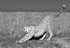 Cheetah Stretching