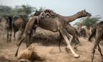The Camel Run