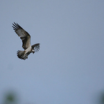 loch of the lowes osprey