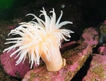 Bolocera tuediae