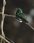 White-tailed Emerald portfolio