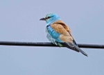 European Roller