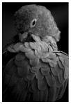 Birds - Monochrome - 06