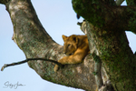 Tree Lions Serengeti 5