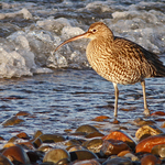 Curlew