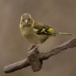 THE CHAFFINCH portfolio