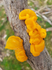 Witches Butter