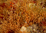 Sarsia eximia
