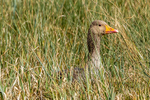greylag goose Anser anser-5046