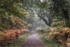 Misty Autumn Morning Walk