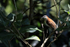 Rufous-backed Wren, Heredia, Costa Rica