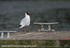 SBG030: Black-Headed Gull