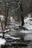 River Trees