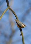 Nuthatch - Sitta europaea RPNP0060
