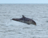 Bottlenose Dolphin breaching, Chanonry Point, Scotland