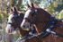 Clydesdales tacked up portrait pair 2. 0A3A8020
