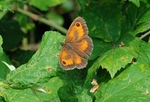Gatekeeper