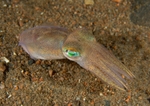 Rossia macrosoma