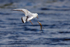 Black-headed Gull (Chroicocephalus ridibundus)