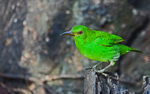 IMG_5327 Green Honeycreeper