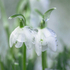 Snow Melt