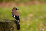 Jay Sitting Pretty