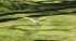 Barn Owl