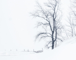 SAND FENCE, SNOW, COTTONWOOD, 2019 - LONG POINT