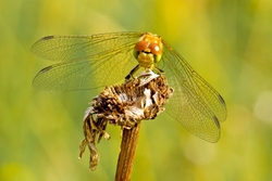 Common Darter - Sympetrum striolatum