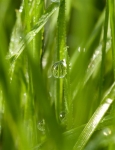 Dewdrops