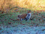 Red Fox