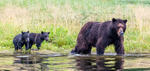 Mocha and two cubs