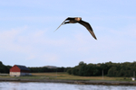 Arctic Skua looking for food thrown from boat, Flatanger, Norway