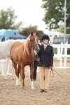 SBM_19392_Class 317 - IH Pure Bred Horse-Pony
