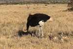 Somali Ostrich