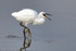 Little Egret (Egretta garzetta) eating Prawn