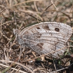 The hermit (Chazara briseis)
