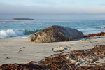 Elephant Seal