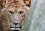 Male Lion  _AGT054