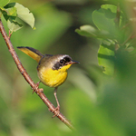 Common Yellowthroat (m)