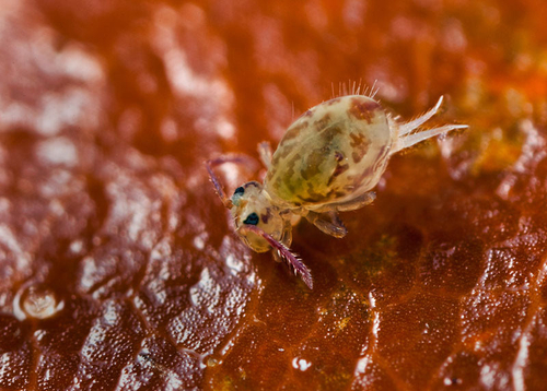 Dead specimen, on the underside of a fallen leaf. Warwickshire, November 2012. The furca which in life is held under…