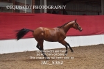 JAC_5362