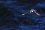 Guillemot flying, dark blue sea background, Flamborough Head