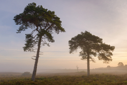 August morning - New Forest