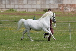 SIAL7882