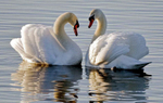 Love Swans
