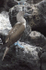 Blue-footed Booby